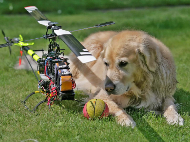 Обои картинки фото животные, собаки, игрушка, трава, вертолёт, пёс, мяч