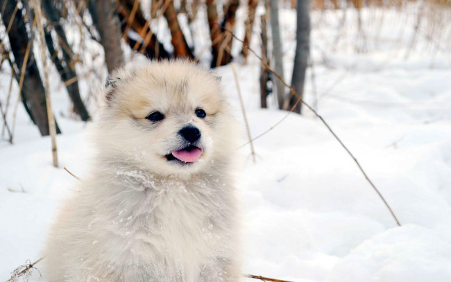 Обои картинки фото животные, собаки, щенок, пушистик, язык, белый, зима, снег, лес, деревья