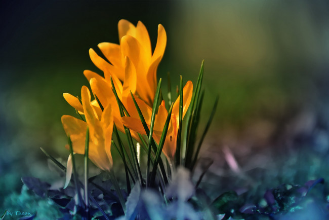Обои картинки фото автор, thean, цветы, крокусы, весна, желтый