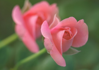 Картинка цветы розы бутон лепестки нежность