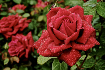 Картинка цветы розы королева капли красный