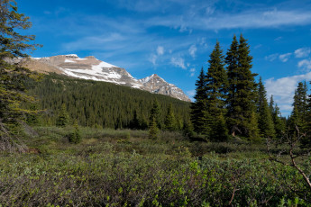 Картинка banff national park природа горы лес