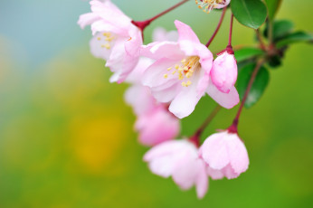 Картинка цветы цветущие деревья кустарники цветение макро бутончик