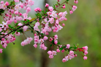 Картинка цветы цветущие деревья кустарники цветение ветка