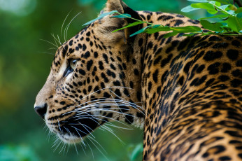 Картинка животные леопарды профиль красавец