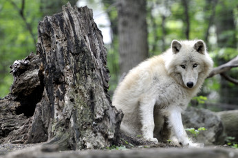 Картинка животные волки пень арктический волк