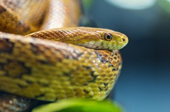 Картинка животные змеи питоны кобры глаз голова