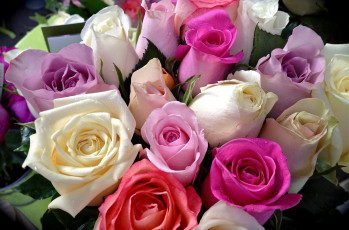 Картинка цветы розы разноцветный бутоны