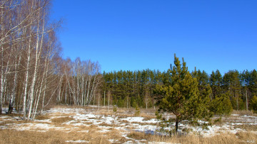 Картинка весна природа деревья лес небо трава снег