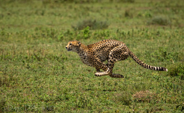 Картинка животные гепарды бегун