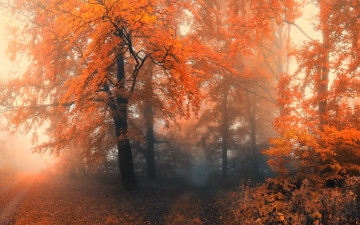 Картинка природа дороги туман дорога листья осень лес красные