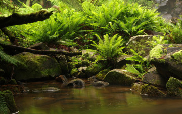 Картинка природа реки озера папоротник коряги камни ручей лес