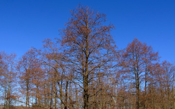 Картинка сережки природа деревья весна небо