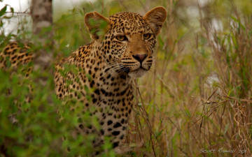 Картинка животные леопарды трава дикая кошка