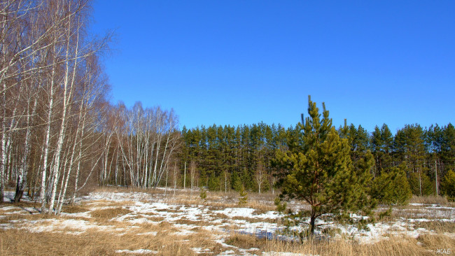 Обои картинки фото весна, природа, деревья, лес, небо, трава, снег