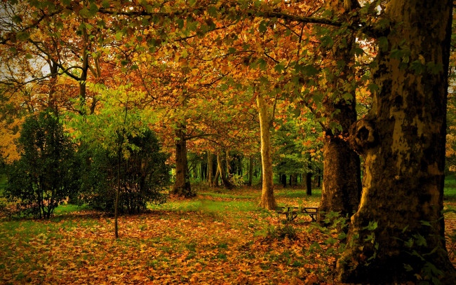Обои картинки фото autumn, природа, лес, листва, краски, поляна, осень