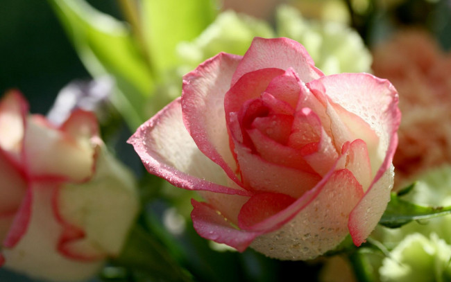Обои картинки фото цветы, розы, капли, бело-розовый