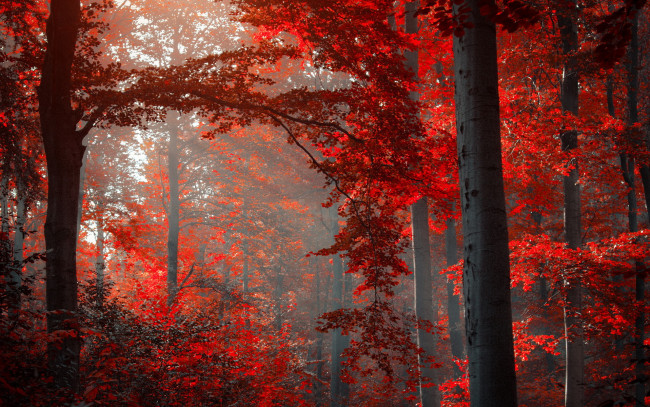 Обои картинки фото природа, лес, осень, листья, красные