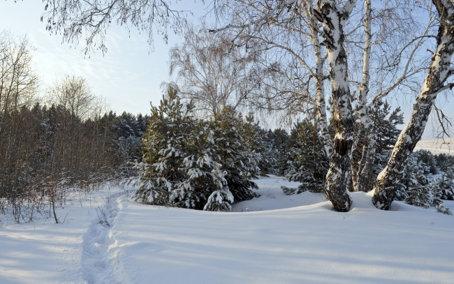 Обои картинки фото природа, зима, березы, тропинка, лес, опушка, снег, ford, escape