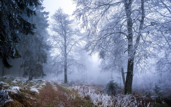 Обои картинки фото природа, зима, оспнь, утро, лес, трава, иней, дорога