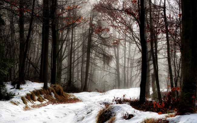 Обои картинки фото природа, зима, ветки, стволы, лес, снег