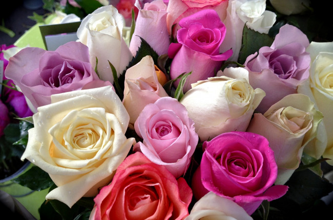 Обои картинки фото цветы, розы, разноцветный, бутоны