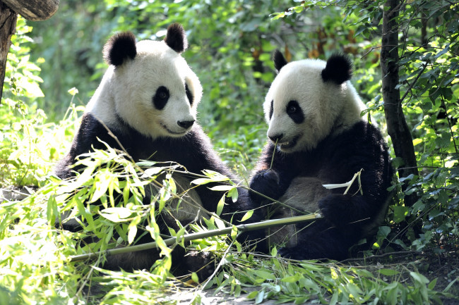 Обои картинки фото животные, панды, бамбук, мишки