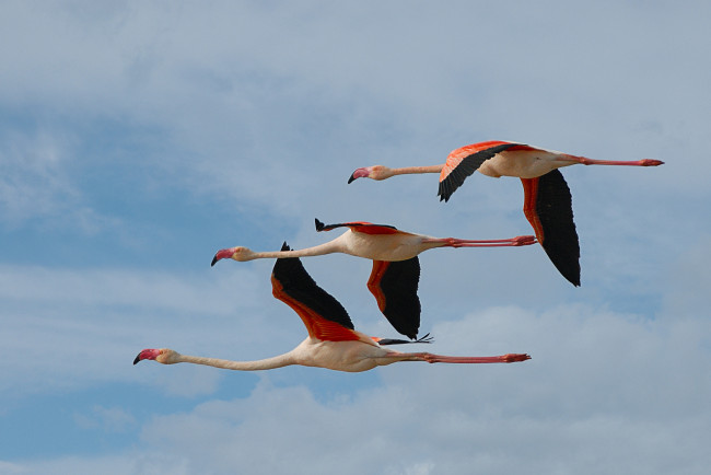 Обои картинки фото животные, фламинго, птицы, полёт, трио