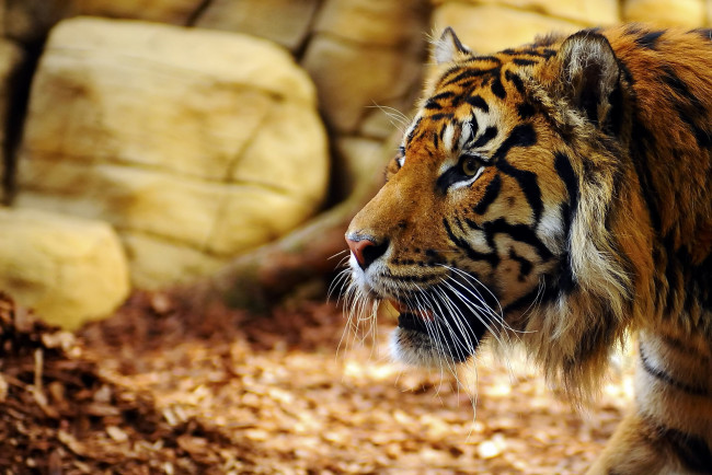 Обои картинки фото животные, тигры, морда, дикая, кошка