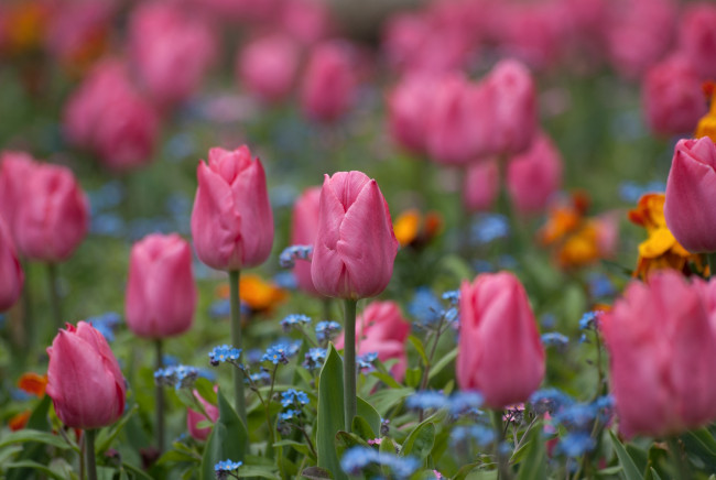 Обои картинки фото цветы, разные, вместе, тюльпаны, незабудки