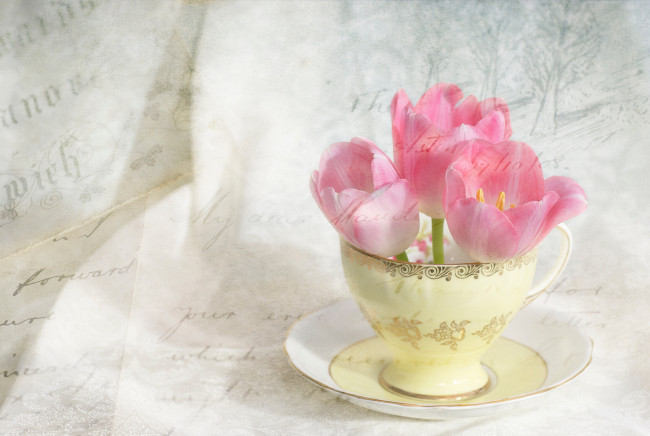 Обои картинки фото цветы, тюльпаны, чашка, бутоны, текстура