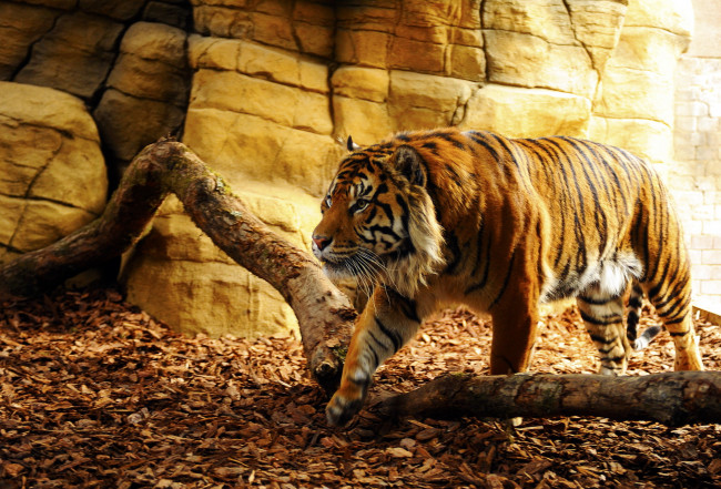 Обои картинки фото животные, тигры, листья, бревно, пещера
