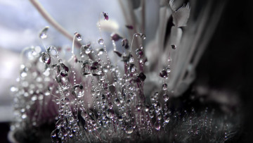 Картинка природа макро роса капли перья лепестки тычинки цветок