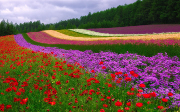 Картинка природа поля поле цветы полосы маки трава деревья