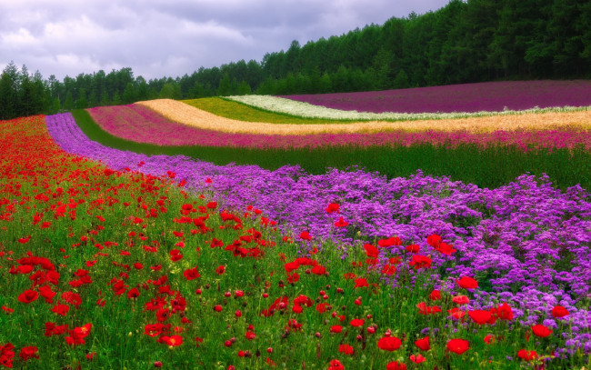 Обои картинки фото природа, поля, поле, цветы, полосы, маки, трава, деревья