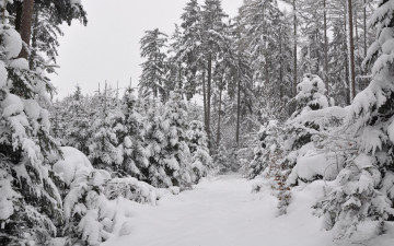 Картинка природа зима frost winter snow forest the