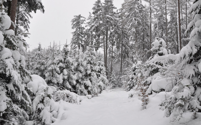 Обои картинки фото природа, зима, frost, winter, snow, forest, the
