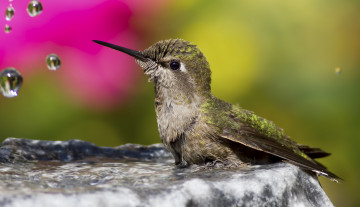 обоя колибри, животные, самая, маленькая, птица, в, мире, да, само, название, птицы, очень, красивое, королева, нектара