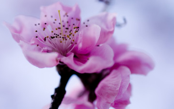 обоя цветы, сакура,  вишня, весна, цветение