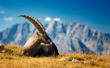 Картинка животные козы рога козел минимализм природа горы
