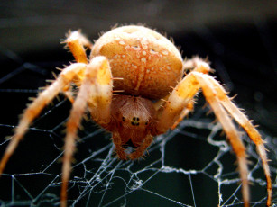 Картинка мухолов животные пауки