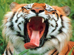 Картинка опять вторая смена животные тигры