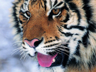 Картинка удачный день животные тигры