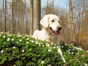 Картинка животные собаки цветы ретривер