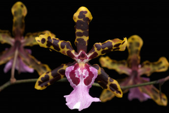Картинка цветы орхидеи экзотика пестрый