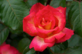 Картинка цветы розы алый яркий лепестки бутон