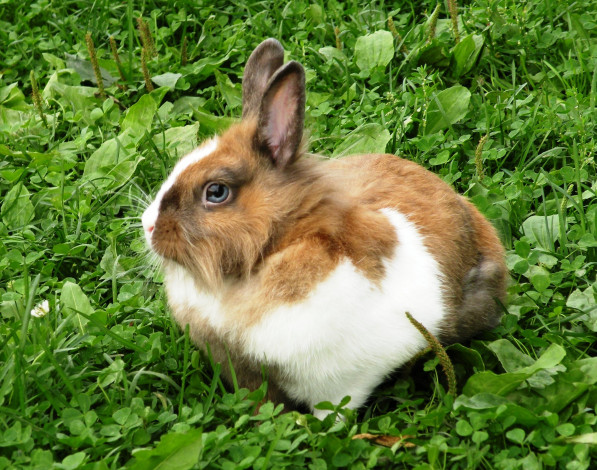 Обои картинки фото животные, кролики, зайцы, трава