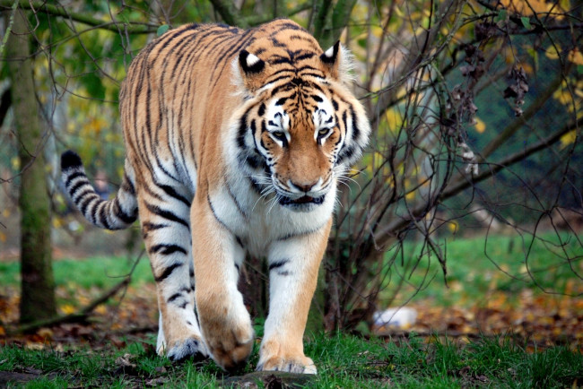 Обои картинки фото животные, тигры, хищник, полосатый