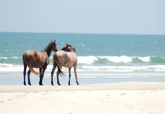 Обои картинки фото животные, лошади, пара, побережье, море