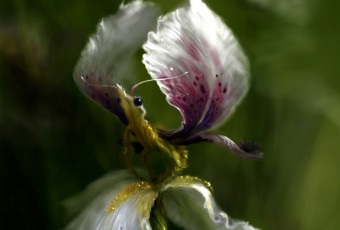 Картинка фэнтези существа крылья лепестки ирис цветок существо фантазия арт